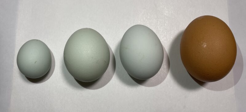 卵の比較