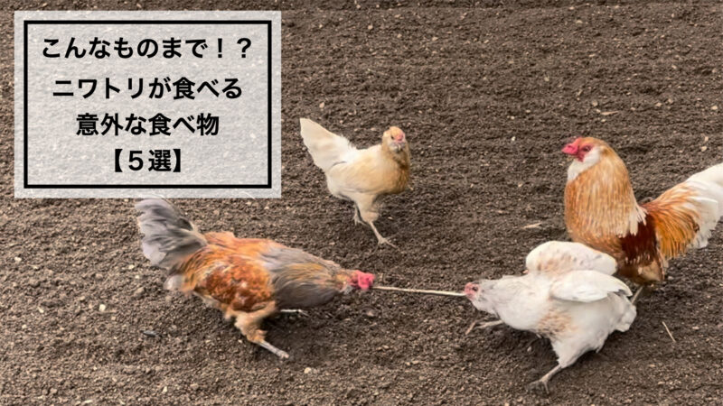 こんなものまで！？ニワトリが食べる意外な食べ物5選 | アローカナと”のんびり”田舎暮らし